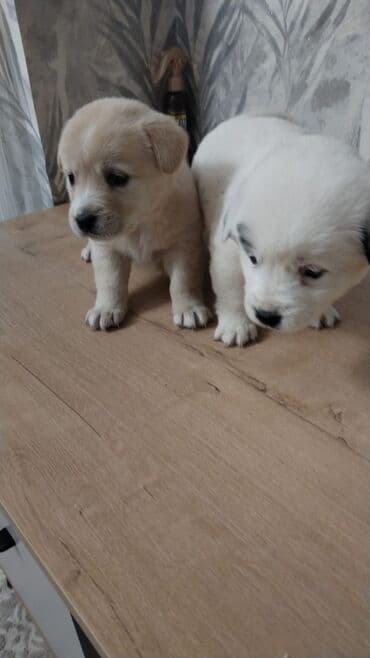 i̇t balası: Balaca it balaları – sevimli ev dostları - Cins: qarışıq (kiçik — 8