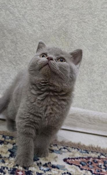 pişik boz: Şotland yastı qulaq — 2