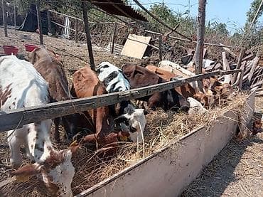 ot və yem uyudən: Dana, buzov, Erkək, ay: 3, 100 kq, Damazlıq, Pulsuz çatdırılma — 2