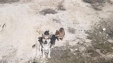 itlerin satiwi: Zvonok — 2