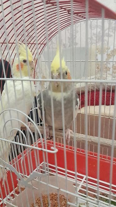 quş bazarı: Nimfalar (Cockatiel) cütü – qəfəs və aksesuarlarla birlikdə - Növ — 3