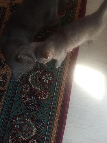 Pişiklər: Yaxşı əllərə — 6