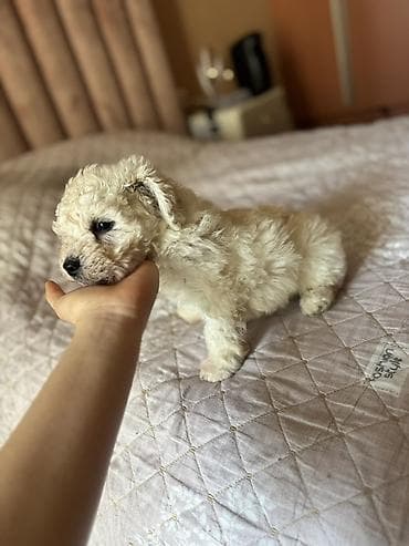 francuski buldog poklanjam: Bişon Frize — 1