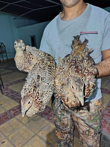 itlerin pulsuz verilmesi: Qafqaz qırqovulu, həm Qafqaz, həm də Qırqovulu növlərinin — 5