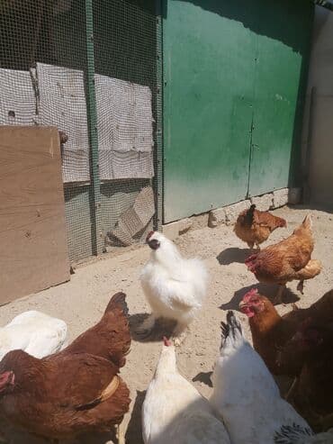 Toyuqlar: Toyuq, Yumurtalıq, Ünvandan götürmə