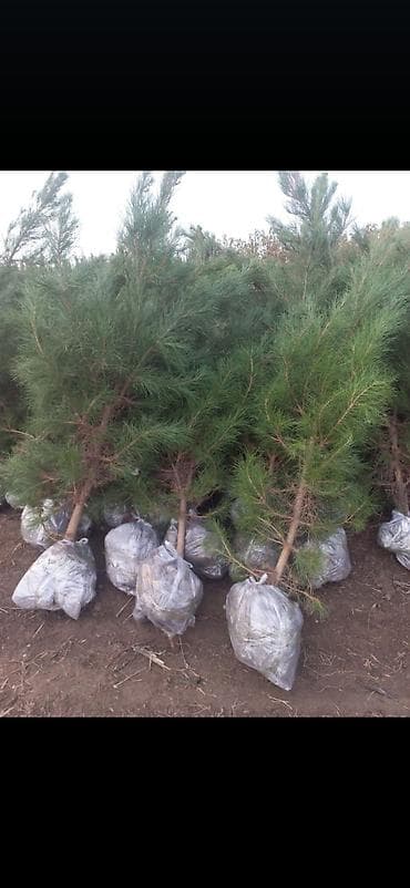 hemise yasil agaclar haqqinda: Məhsul: Şam ağacı fidanları (kökləri torpaqla bağlı, bağlama ilə) — 1