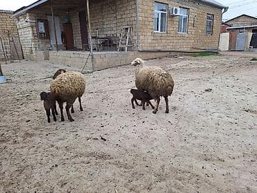 bala papuqay: 1ci qarınlardı damazlıq toxlulardı balaları 2sdə dişdi — 2