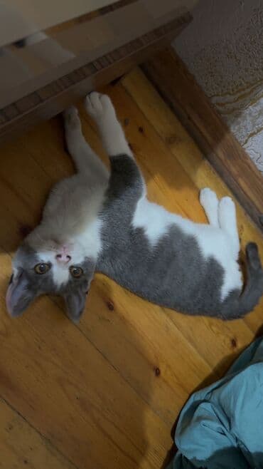 взять бесплатно котёнка: Шотландская, Самец, В добрые руки, Самовывоз, Бесплатная доставка — 4