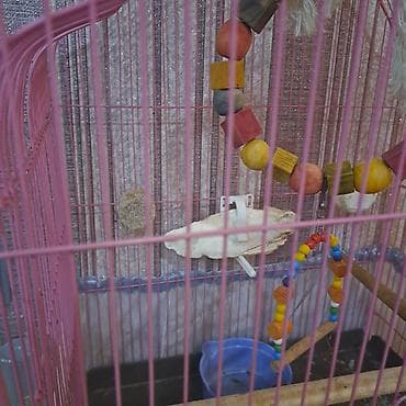 Akvarium aksessuar və ləvazimatları: Qəfəs və aksesuar dəsti – xırda ev quşları üçün - Ölçü: orta həcmli — 4