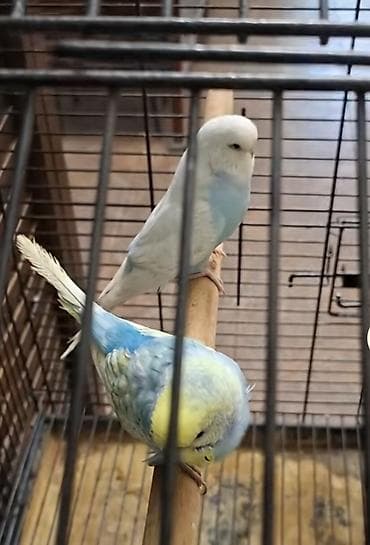 fireng qusu: Arxadaki disi qus satilir. Temiz cexdi. Tam saglam qusdu — 1