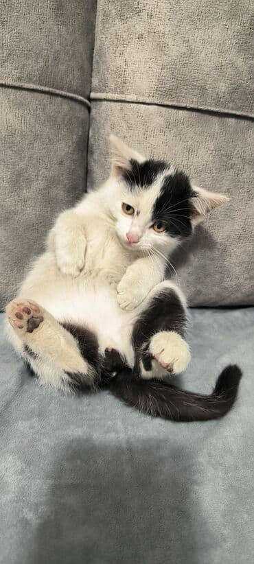 ucuz pisik satisi: Erkək, Yaxşı əllərə — 1