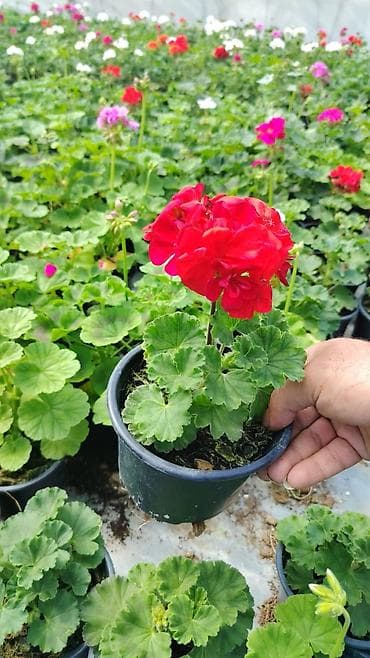 heyet gulleri ve adlari: Məhsul: Bəzək kolları və çoxilliklər – saksıda Təsvir: - Hər biri — 5