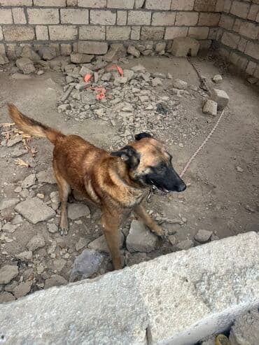 купить собаку малинуа: Belçika çoban iti, 2 il, Erkek, Peyvəndli — 20