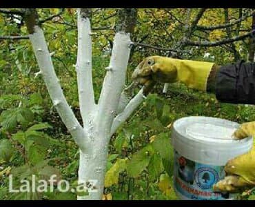 sican dərmanı: Bordo əhəng ( 3 kiloluq vedrə ) ağac üçün . Bu əhəng cücülərə ( hətta — 2