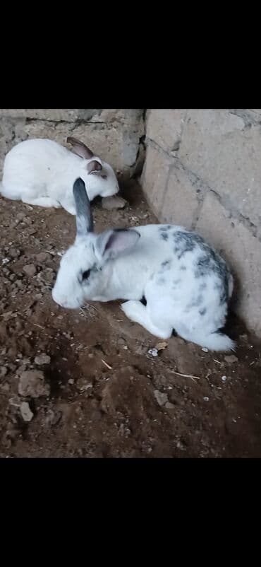 pişik satışı bakı: Məhsul: Ev yetişdirilən dovşanlar Təsvir:1 erkek 4 disi 50azn - — 2