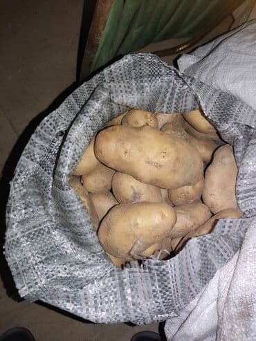 yemək üçün termos: Təzə yerli Gədəbəy kartofu – torpaq kisəsində - Növ: uzunformalalı — 2