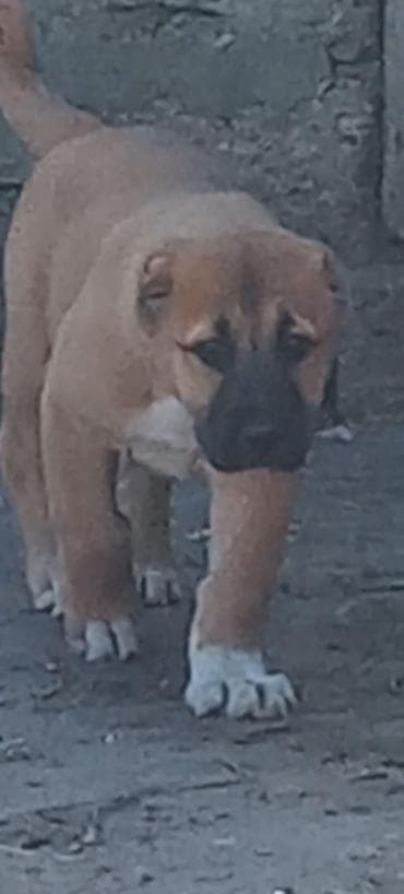 heyvan satisi: Peyvəndli — 1