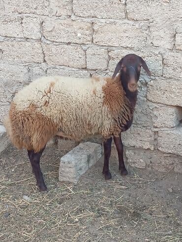 сколько стоят щенки: Самка, Qala, лет: 1, Для разведения, Самовывоз — 4