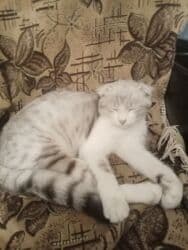 pişiklər bala: Britan, Dişi, Yaxşı əllərə, Pulsuz çatdırılma — 2