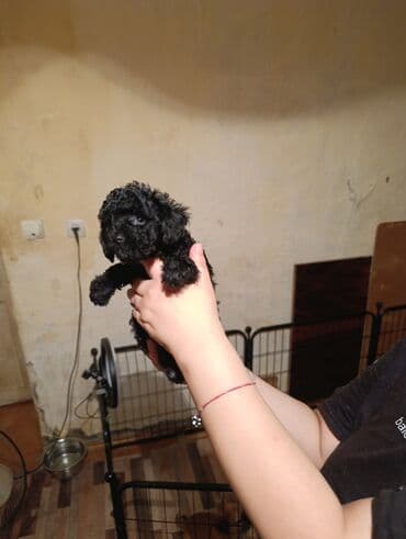 сколько стоит миниатюрный пудель: Пудель — 6