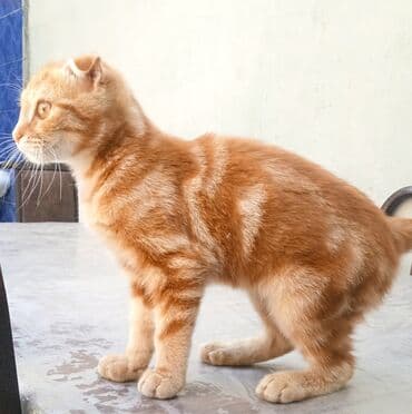 вислоухий шотландец мраморный: Шотладская вислоухая — 1