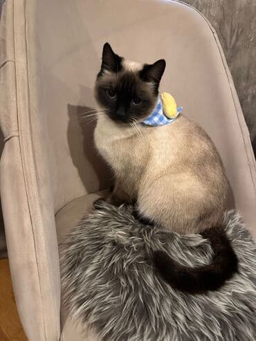 Akvariumlar: Siam, Dişi — 1