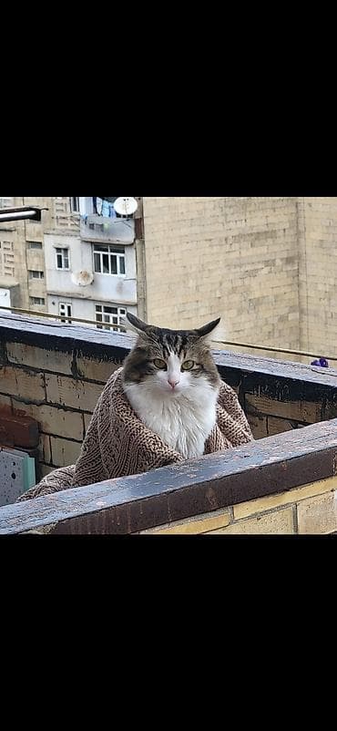 YOUTUBER PİŞİK!!! CÜTLƏŞDİRİLİR ERKƏKDİR. YARAŞIQLIMA GÖZƏL QIZ