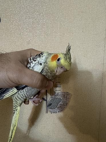 papuqay quş: AĞCABƏDİ RAYONU ÖZ YETİŞDİRDİYİMİZ BALA 2 AYLIQ XORUZ ƏLƏ TAM — 4