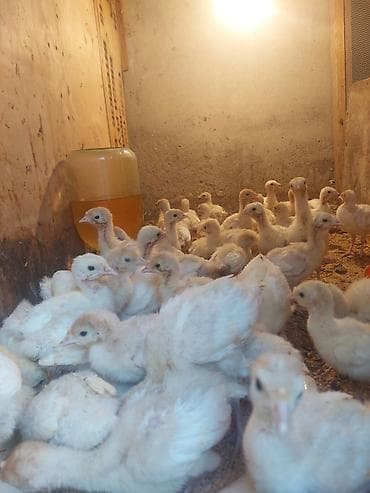 Ağ kanada hiduşqa balasi 15 gunluk