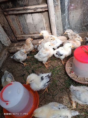 ov iti satilir: Toyuq cücələri, Ətlik, Ünvandan götürmə — 5