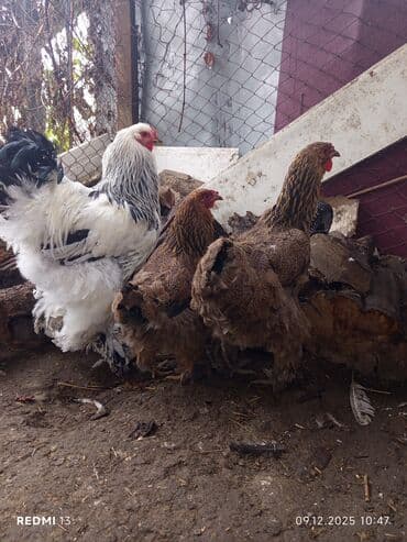 Gəmiricilər: Toyuq, Brama, Damazlıq — 2