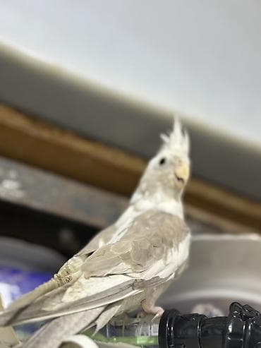 ağ quyruğ: Yanagsız korella (cockatiel) – xüsusi rəng mutasiyası. - Rcəng: açıq — 5