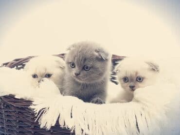 Şotland, Erkək, Dişi, Yaxşı əllərə, Ünvandan götürmə, Pulsuz çatdırılma, Ödənişli çatdırılma