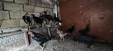dovsan satilir: Beçılər 80 manata fərələr 40 manata satılır — 5