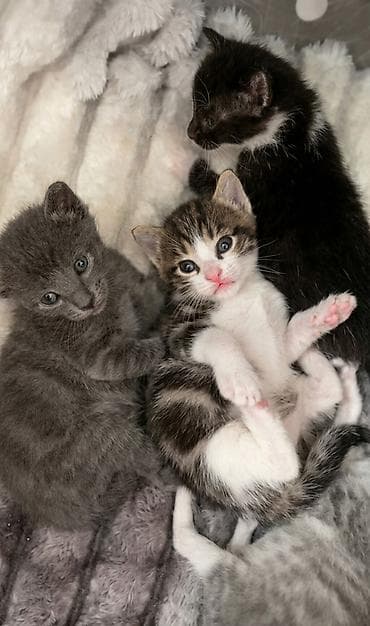 1 azn pişik: Erkək, Yaxşı əllərə — 2