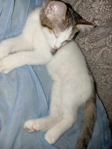 cins pişik: Yaxşı əllərə — 2