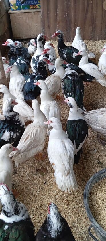 bıldırcın satılık: Təcili satılır.Real alıcılar əlaqə saxlaya bilər — 5