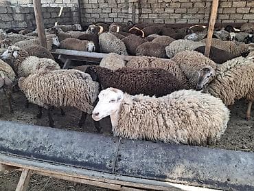 əmlik quzu: Quzu.Super kök erkək quzular.200 baş.Öz həyətimin — 8