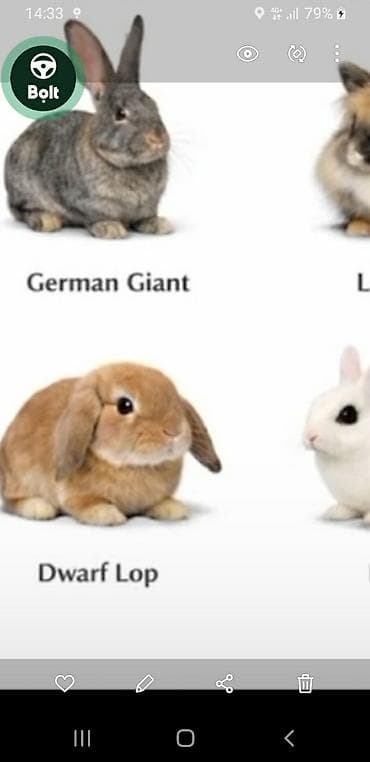 tovuz quwu: Mini lop (aşağıqulaqlı) dekorativ dovşan balaları - Cins: Mini Lop — 7
