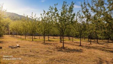 Kənd təsərrüfatı