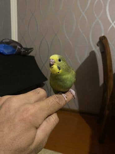 UAZ: Valnis balaları satılır ətraflı məlumat üçün vasapa yazın Birdəki — 4