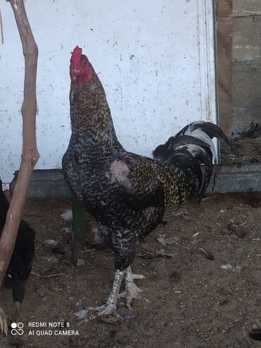 Inəklər, öküzlər: Heyratı xoruzlar. 5 aylıq heyratı xoruzları. Pleymut 6 -ədəd — 1