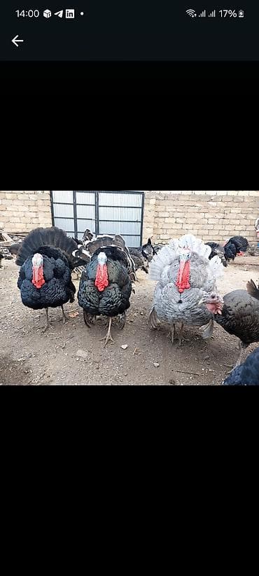 Keçilər, çəpişlər: Hinduşka cücələri, Ətlik — 8