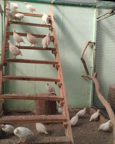 itlerin pulsuz verilmesi: Damazdıq Ağ Kəkliklər satılır 1 yaşları var bu il yumurta verdilər — 3