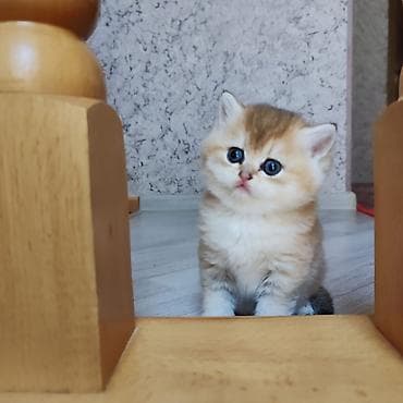 menks cinsli pişik: Qızıl şinşilla — 5