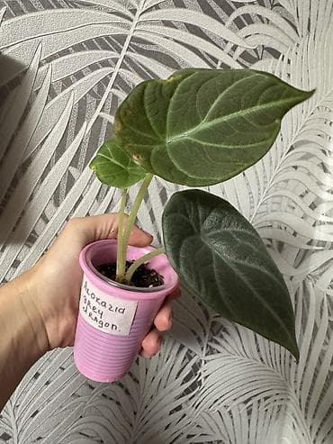 Çöl bitkiləri: Bitki: Alokaziya Grey Dragon (Alocasia ‘Grey Dragon’) Təsvir: - Nadir — 1