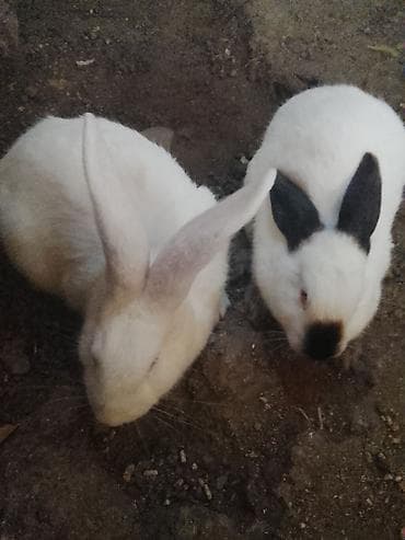 dekarativ heyvanlar: Məhsul: Ev dovşanları (bir neçə fərqli rəng və qulaq forması) Təsvir — 3