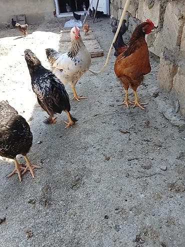 Toyuq, Damazlıq, Ünvandan götürmə, Ödənişli çatdırılma