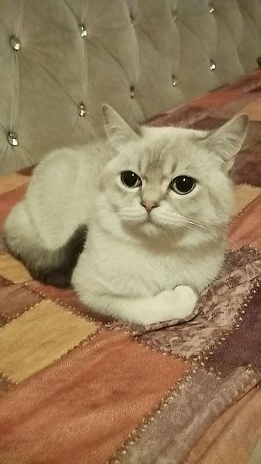 british cat: Britan — 1