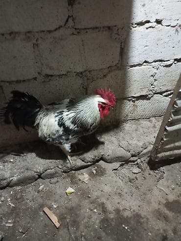 sumatra xoruz: Xoruz, il: 1, Ünvandan götürmə — 4